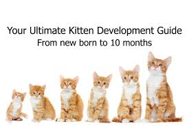 Want to learn more about kittens and how to care about them in the tenth week? Buy 10 Week Old Kitten Not Eating Up To 72 Off