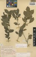 Image result for Carpolobia