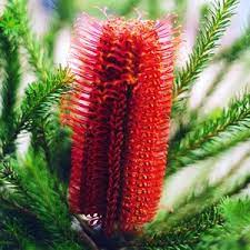 Banksia Red Rover Garden Express Red Shrubs Australian Native Plants Garden Express