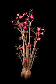 Image result for Adenium multiflorum