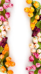Tulip Flowers Wallpaper Iphone Best Iphone Wallpaper Flower Iphone Wallpaper Flower Phone Wallpaper Spring Wallpaper