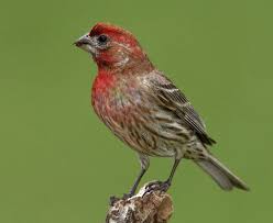 Brown Bird With Red Mohawk House Finch Common Birds Backyard Birds Finches Bird