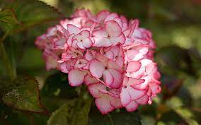 Bring the nature to your screen. Hd Wallpaper Pink Hydrangea Flower Hydrangea Blossoms Wallpaper Flare