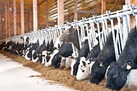 ⭐alege acum din sutele de articole zootehnice pentru cresterea vacilor si a viteilor pentru eficientizarea muncii. Ferma Carmo Lact In Top 3 In Europa La ProducÅ£ia De Lapte Ing Popsor Ojfir Bn Calitatea Laptelui E Foarte BunÄƒ De Aceea Sunt Competitivi RÄƒsunetul