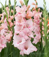 Image result for Gladiolus brachyphyllus