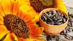 Buy sunflower seeds and get the best deals at the lowest prices on ebay! News