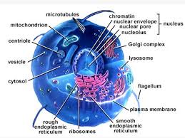 Does an animal cell have a flagella. Structures And Organelles Objectives Identify Parts Of Eukaryotic Cell Compare Plant And Animal Cells Ppt Download