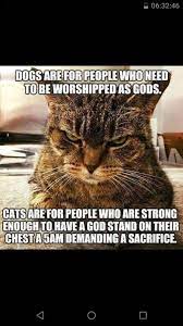 Pin By Lisa Hillary On Kat S Cats2 Funny Animal Pictures Cats Crazy Cats