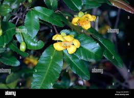 Image result for Ochna cinnabarina
