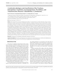 Image result for Ctenium somalense