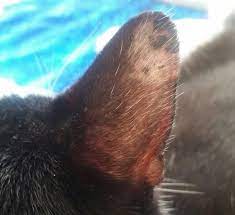 Other symptoms include excessive licking of the area that is affected and vomiting. What Is This Scabbing And Hair Loss On My Cat S Ear Pets Stack Exchange