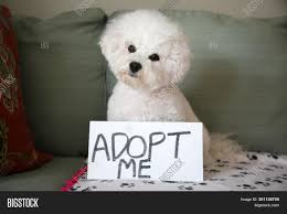 A beautiful litter of bichon frise puppies has been born here at erdyl bichons , these puppies will go to their new homes with five generation pedigree , kennel club registration, microchipped and first vaccinated, fully regularly wormed and vet checked. Pet Adoption Concept Image Photo Free Trial Bigstock