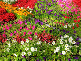 They do well in the shade and come in a number of varieties with different colors and foliage. Choosing Annual Flowers Tips For Growing Annual Gardens