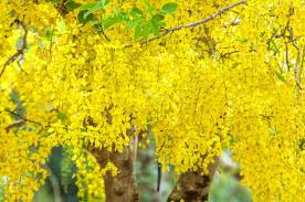 Flowers that start with golden. Tree Saga Cassia Fistula The Golden Shower Tree Amaltas About Tree With Yellow Flowers