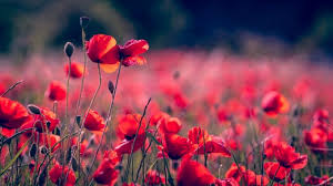 Biblical meaning of flowers in a dream. Spiritual Meaning Of Red Objects In Dream Dream About Red Colour