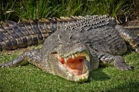 Buaya adalah reptil bertubuh besar yang hidup di air. Buaya Raksasa Ditemukan Dengan Sisa Sisa Manusia Di Perutnya Kebencanaan