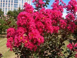 Vibrant hot pink verbena flowers and flower buds macro, dramatic vivid colors, blurred background. Amazon Com Large Hot Pink Crape Myrtle 2 4ft Tall When Shipped Matures 8ft 1 Tree Bright Hot Pink Flowers Shipped Well Rooted In Pots With Soil Garden Outdoor