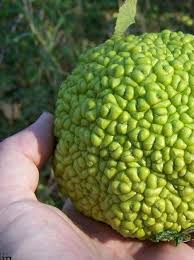 Read our handy guide into growing unusual vegetables at love the garden! Pin On Strange Exotic Fruit