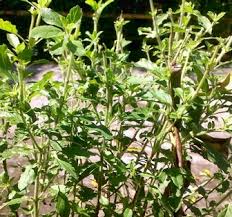 Daun tunggal berkumpul di bawah membentuk roset, berbulu, bentuk daun jorong, bundar telur memanjang, tepi melekuk dan bergerigi tumpul. 12 Manfaat Daun Lampes Untuk Kesehatan