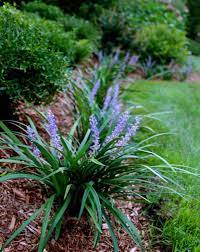 Breaking New Ground In Zone 5 Plants Border Plants Monkey Grass