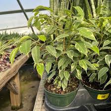 Image result for Ficus variifolia