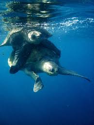 Divemaster Intern Sean Carroll In Costa Rica Scuba Diving Costa Rica