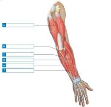 This large muscle of the upper arm is formally known as the biceps brachii muscle, and rests on top of the humerus bone. Solved Label Each Of The Indicated Muscles That Move The Forearm Chegg Com
