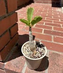 Image result for Cyphostemma