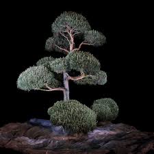 Pin On Japanese Niwaki Bonsai Trees