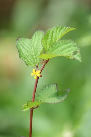 Image result for Corchorus tridens