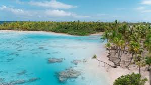 Image result for Faroa affinis