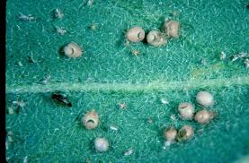 There are quite a number of banana plant diseases that can afflict this plant as well. Hawaii Master Gardener Program Faq