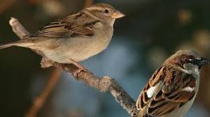 Apa yang dimakan burung granivora. Burung Pipit Jenis Beserta Pengertian Burung Pipit
