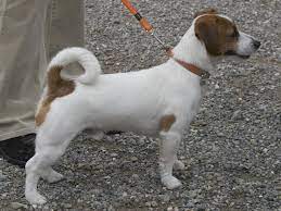 Find jack russell terrier puppies for sale and dogs for adoption. Jack Russell Terrier Wikipedia