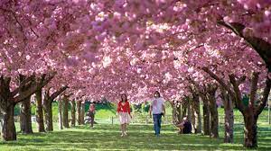 Decorate your home in celebration of. Cherry Blossom Festival In Boston At Brookline High School