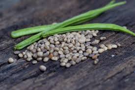 Image result for Cyamopsis tetragonoloba