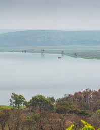 Image result for Congolanthus longidens