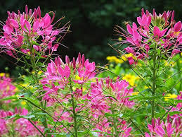 Image result for Cleome spinosa