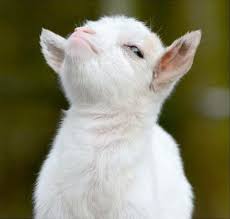 Kid Goat With Major Attitude Baby Goats Cute Animals Pets