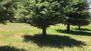 Pines should be pruned in spring as new growth starts. Limbing Up Some Spruces Youtube