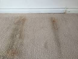 Here, you will find a detailed guide to doing this safely and effectively. What Kills Mold In A Carpet And How To Avoid It Altogether Answered