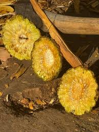 The earliest Christmas tree ornaments often utilized locally available  materials. Bois d'Arc horse apples have a long oral history starting in the  1850's of settlers harvesting the pleasant smelling green horse apples