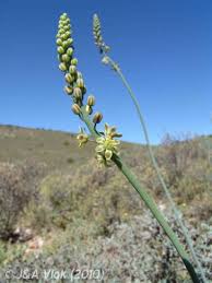 Image result for Eriospermaceae