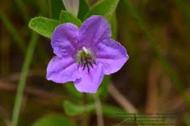 Image result for Vandellia humilis