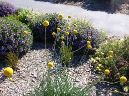 Craspedia Globosa Billy Buttons Australian Plants Australian Garden Australian Native Garden