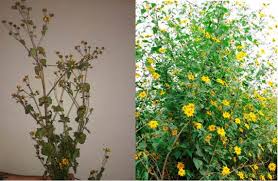 Image result for Tithonia tubaeformis