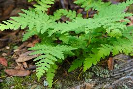 Image result for Histiopteris