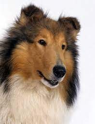 Collie Dog Breed Information
