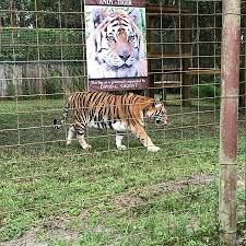 Big cat rescue has the distinction of being the world's largest accredited sanctuary that's dedicated entirely to abused and abandoned exotic cats. Photo0 Jpg Picture Of Big Cat Rescue Tampa Tripadvisor
