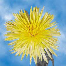 Amazon Com Globalrose 200 Fresh Cut Yellow Fuji Spider Mums Fresh Flowers For Birthdays Weddings Or Anniversary Fresh Cut Format Chrysanthemum Flowers Grocery Gourmet Food